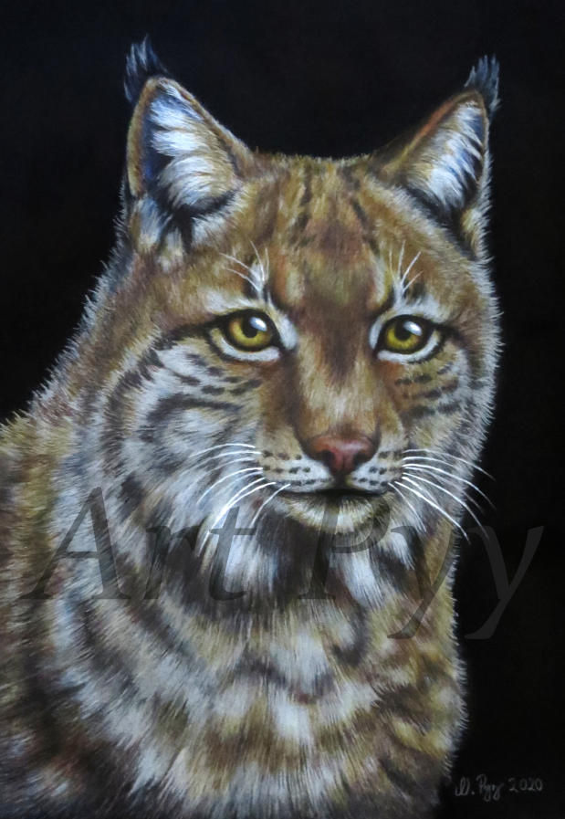 Lynx lynx