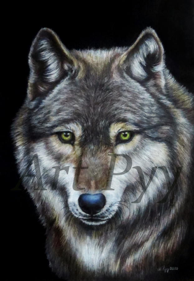 Canis lupus