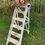 Miniature : Decorative ladder
