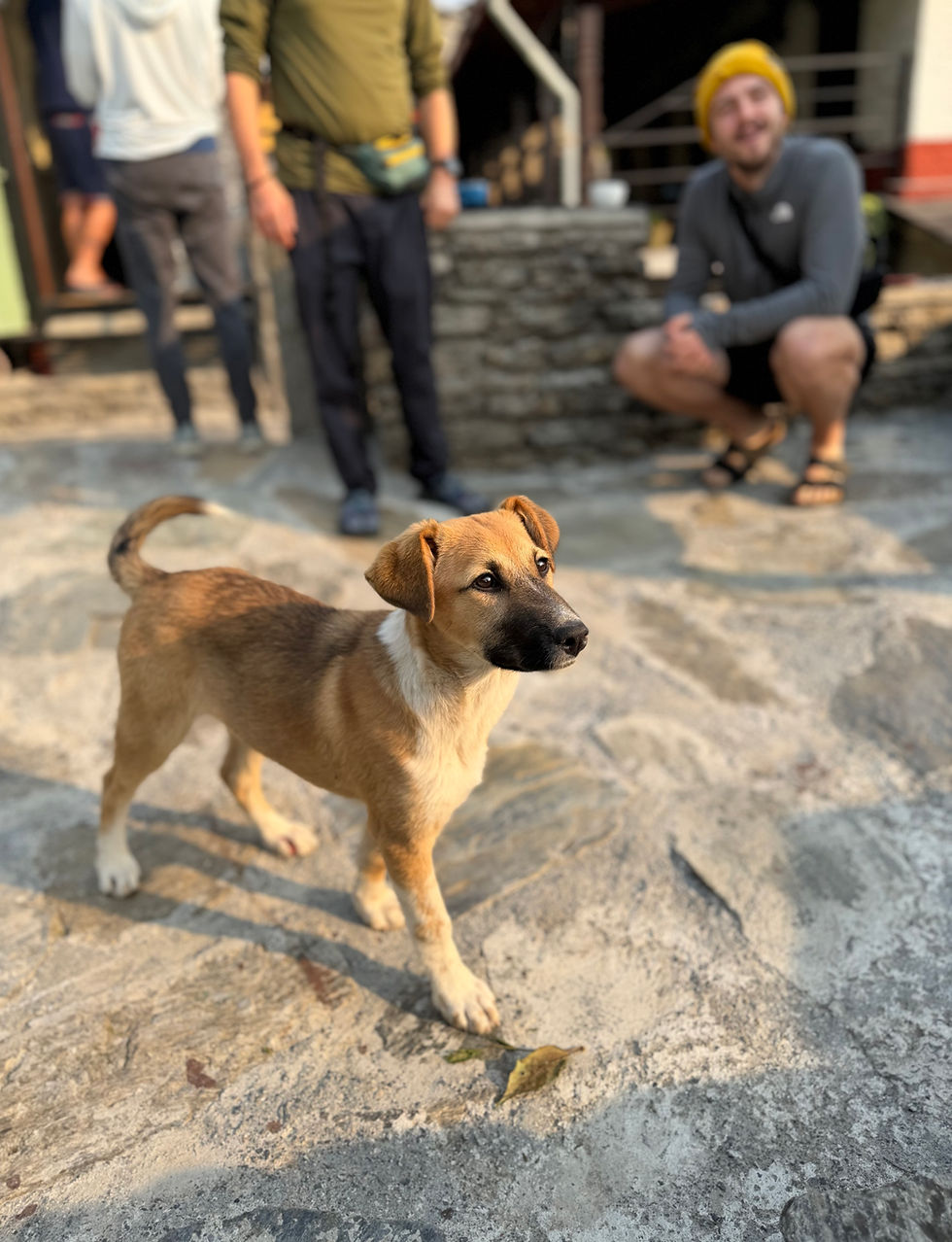 Peace on four legs
