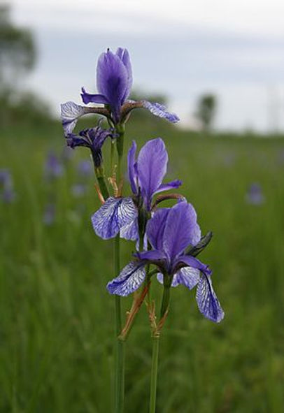 290px-Eriskirch-IrisSibirica1-Asio.jpg