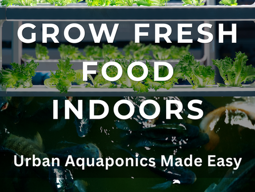 Indoor urban aquaponics setup with fish tank and leafy vegetables under LED lights — sustainable food growing system for beginners.