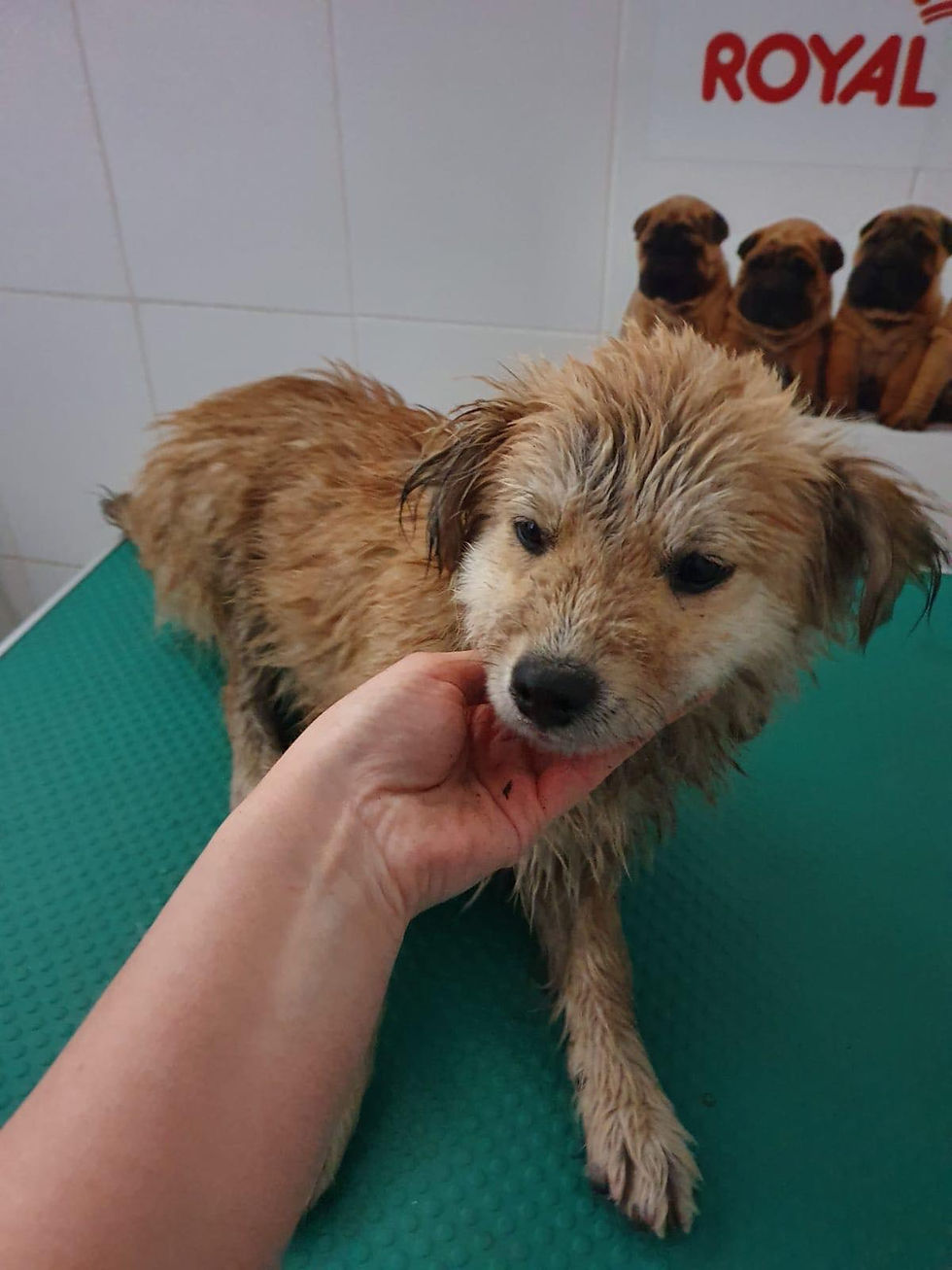 Thumbnail: Louie, born October 2019