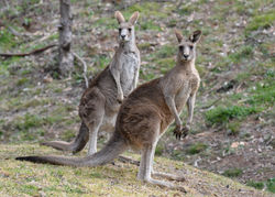 Bathurst Kangaroo Project