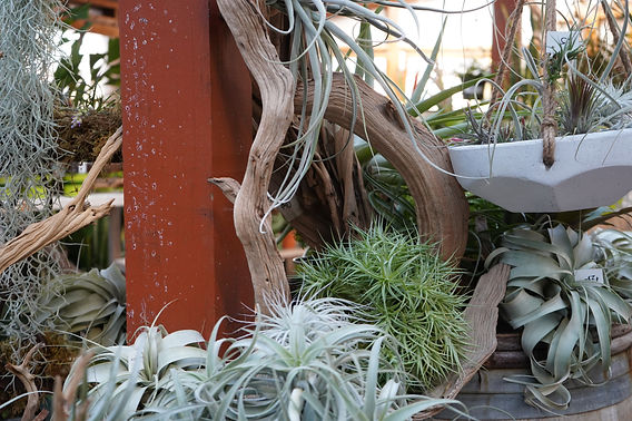 Air Plants Explained