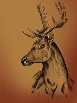 Venado - Ilustración Digital