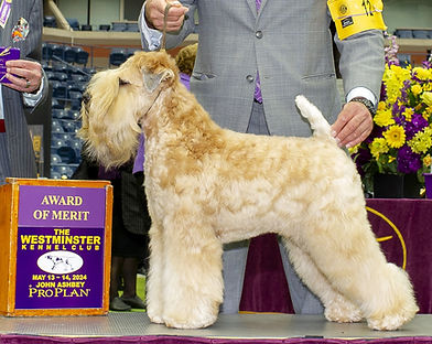 cropped westminster.jpg