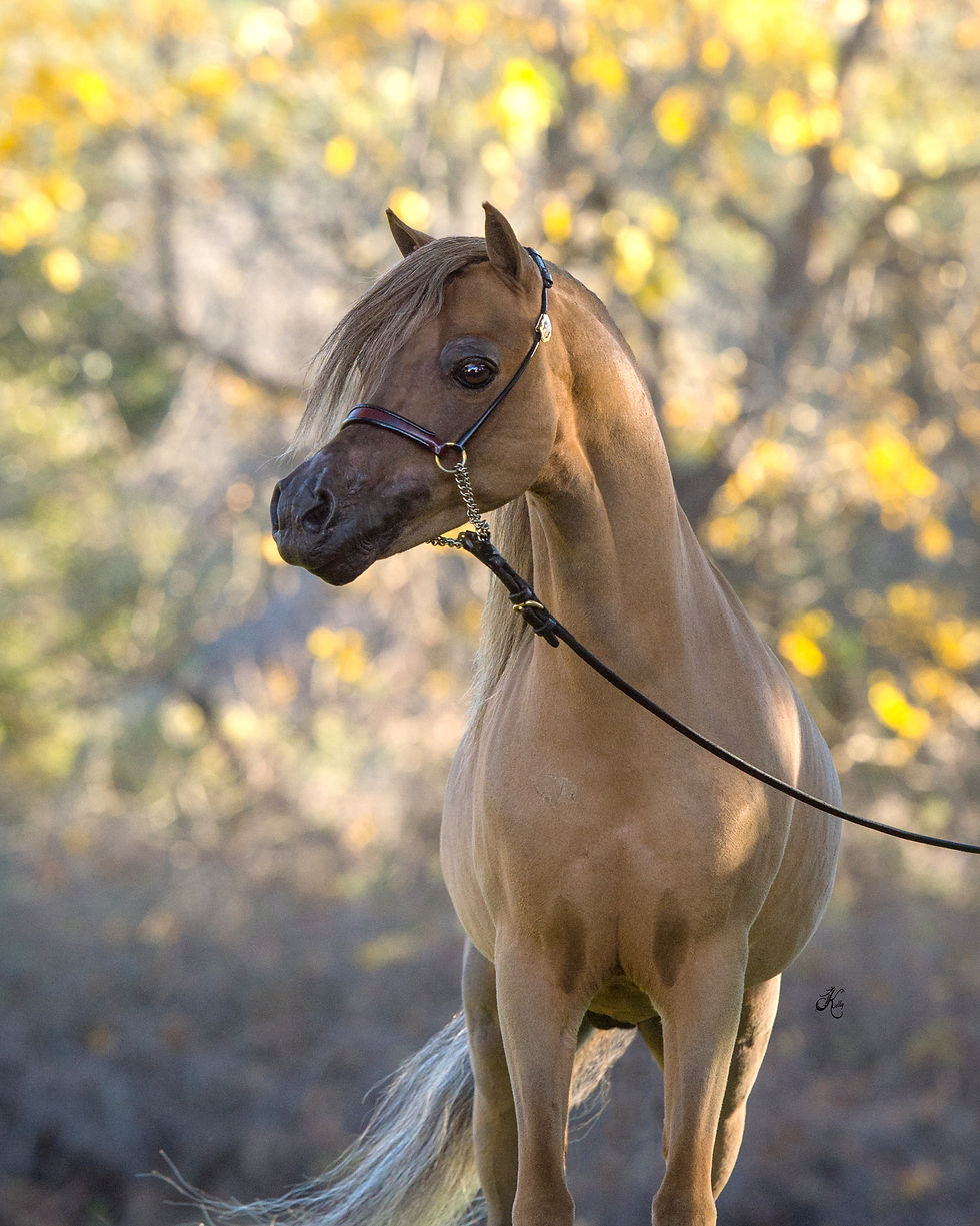 Establo Martini On The Rocks
