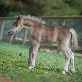 Rainy's baby-209 fin.jpg