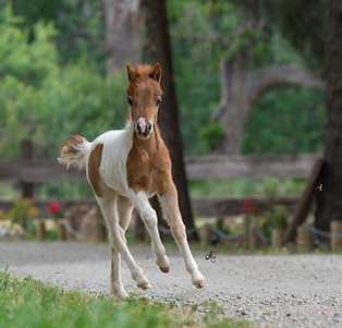 Fanny & baby-408 fin.jpg