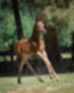 Bejing X JJ Porcelyna Colt-611 (1)