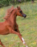 PRINCESS LYNA (A jarkata x JJ Porcelyna)