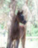 Om El Shawan x JJ Porcelyna 2021-206 fin