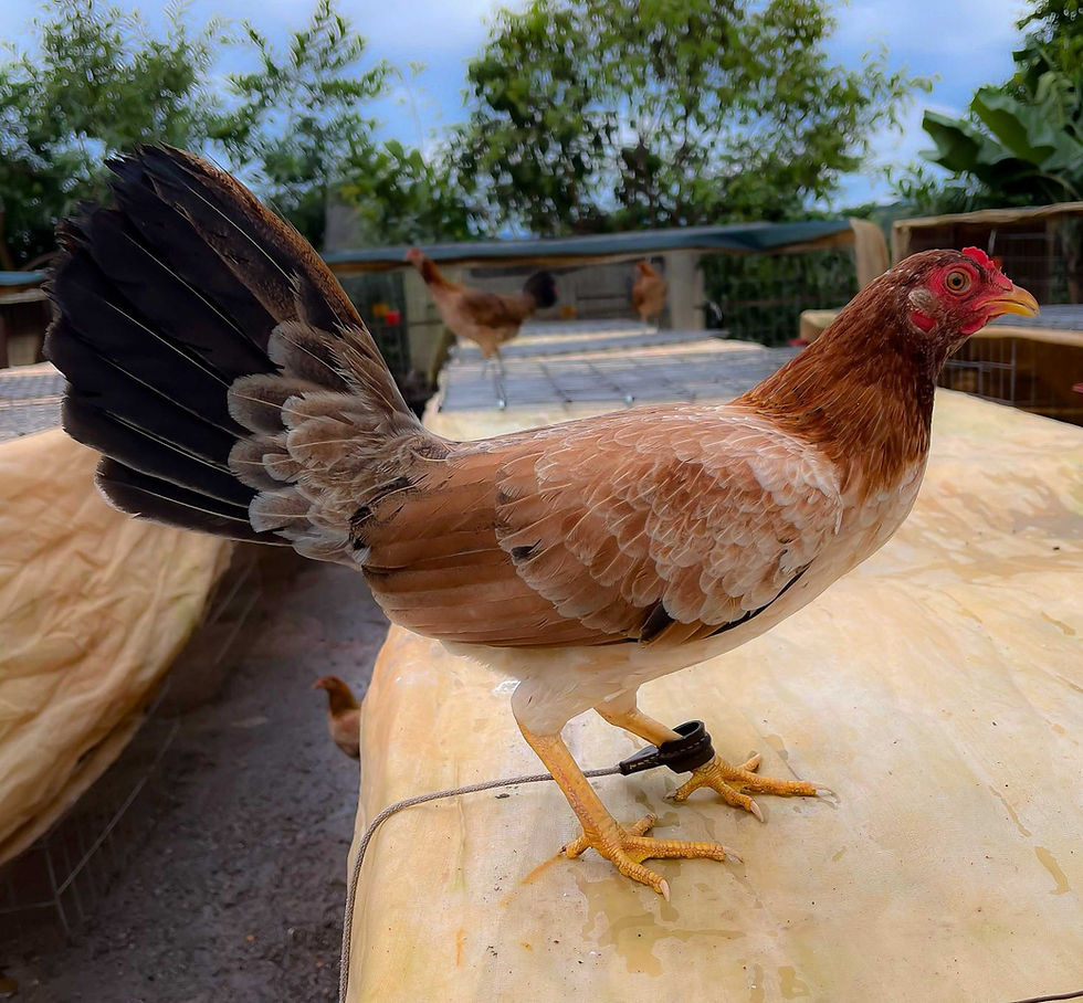 Miniatura: GALLINAS Y POLLAS REPRODUCTORAS