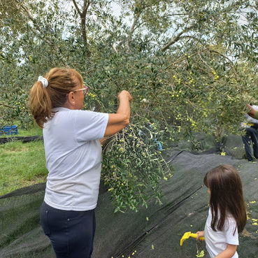 Colheita da azeitona: Casa Gabriel Rodrigues abre sua fazenda para uma experiência em meio aos olivais 