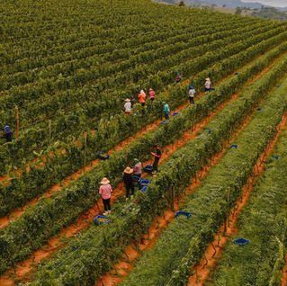 Sul de Minas: Vinhos de inverno conquistam o selo Indicação de Procedência