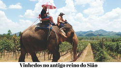 Vinhedos_no_antigo_reino_do_Sião