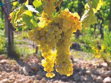 Itália: Vernaccia di San Gemignano e seus vinhos top