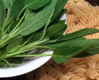 Sálvia, a erva que salva