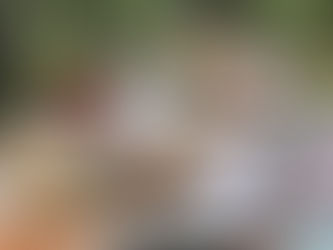 Vindima em Santa Catarina: Vinhedos Monte Agudo tem programação especial