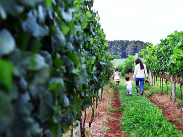 Vindima 2020: Vinícola Família Lemos de Almeida promove atividade especial no dia 1° de fevereiro