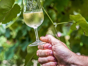 Goethe: vinhos com história,identidade e tipicidade