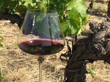 Sagrantino di Montefalco: descubra o vinho tinto mais imponente da Umbria