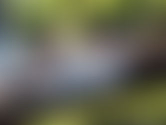 Vinhos e Assados: evento é atração nos vinhedos da Aurora em Pinto Bandeira dia 25 de novembro