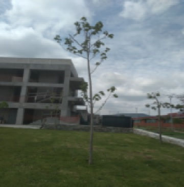ARBOL 475