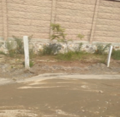 ARBOL 253