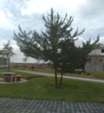 ARBOL 506