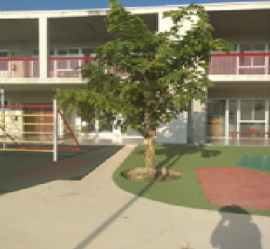 ARBOL 411