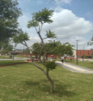 ARBOL 520