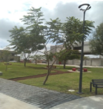 ARBOL 482