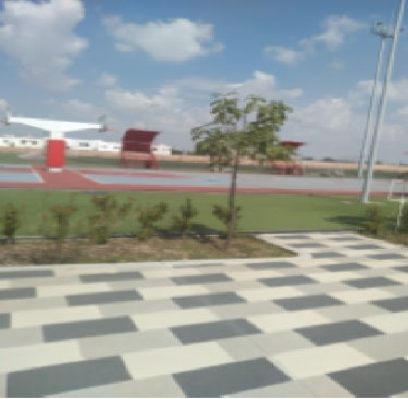 Árbol 287
Especie: Oleáceas
Nombre Común: Fresno
Zona: 3 Preparatoria
