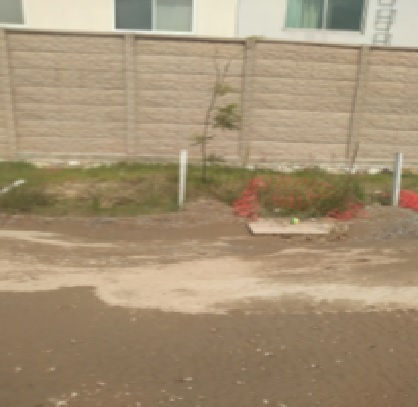 ARBOL 239