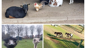 Dierenparkje bestaat 25 jaar