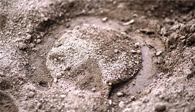 Hufspur fast orginal.jpg