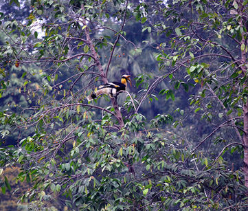 Khlong Saeng Wildlife Sanctuary Located in Tambon Takuk Nuea. Khiri Rat Nikhom District, Khao Phang Subdistrict, Kraison Subdistrict, Ban Ta Khun Subdistrict Surat Thani Province The terrain is a complex mountain range, height from 100 meters up, with the peak of Khao Wong, the highest peak of 1,272 meters, with a high slope as a limestone mountain.