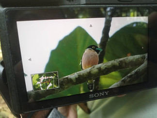Date: Sunday, January 25, 2026 Start Time: 6:00 AM Location: Khao Sok National Park, Thailand  Khao Sok National Park is one of Thailand’s most rewarding destinations for birdwatching, and this full-day experience beautifully showcased why the area is considered a paradise for nature lovers.  On this day, we hosted Ivan Sitnikov, a guest staying in Khao Sok, for a Morning & Afternoon Birdwatching tour. The day began early at 6:00 AM, when the forest was alive with birdsong and the soft light of the morning filtered through the rainforest canopy.  Morning Birdwatching: When the Forest Wakes Up  Early morning is the most active time for birds in Khao Sok. As we walked quietly along forest trails and bamboo-lined paths, we encountered a remarkable variety of species.  During the morning session, Ivan successfully photographed several iconic birds of southern Thailand, including:  White-crowned Hornbill  Crested Kingfisher  Blue-winged Leafbird  Orange-headed Bee-eater  Red-headed Woodpecker  Each sighting was a reminder of how rich and diverse Khao Sok’s ecosystem truly is.  Afternoon Birding: A Different Rhythm of the Jungle  After a midday break, we returned to the forest for afternoon birdwatching, when the light changes and new species begin to appear. The atmosphere was calmer, but equally rewarding for observation and photography.  In the afternoon, additional species were spotted and photographed, such as:  Black-and-red Broadbill  Brown-necked Kingfisher  Ashy Drongo  Olive-backed Sunbird  The slower pace of the afternoon allowed time to observe bird behavior, listen to calls, and appreciate the surrounding rainforest in a deeper way.  A True Birdwatching Experience in Khao Sok  This full-day birdwatching tour offered a genuine, immersive experience — real wildlife, real forest, and real moments. Every photograph taken was captured in the wild, without staging or feeding, reflecting our commitment to responsible and eco-friendly tourism.  Khao Sok continues to attract birdwatchers from around the world, thanks to its incredible biodiversity and untouched natural beauty.  Join Our Birdwatching Tours in Khao Sok  Khao Sok Travel offers birdwatching programs tailored to different interests and time frames, including:  Morning birdwatching  Afternoon birdwatching  Full-day birding experiences  Whether you are a passionate bird photographer or a nature enthusiast, Khao Sok is a destination that will leave you inspired.  📩 Contact Khao Sok Travel to plan your birdwatching experience in Khao Sok National Park.