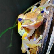 Night Safari Khao Sok National Park