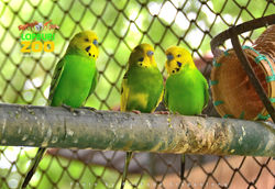 สวนสัตว์ลพบุรี