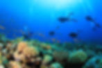 DIVING IN KRABI