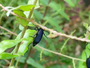 Epicauta hirticornis