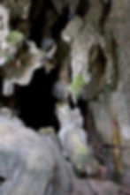 Pakarang Cave (Coral Cave) Khao Sok National Park