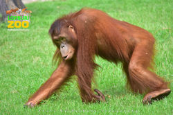 สวนสัตว์ลพบุรี