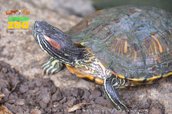 สวนสัตว์ลพบุรี