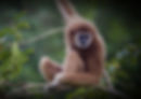 a94972_cd375209f560476dabfd0c53245aeb4e~mv2_edited.jpg