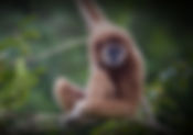 Wildlife in Khao Sok National Park - Explore Khao Sok's Diverse Animals | Khao Sok Travel