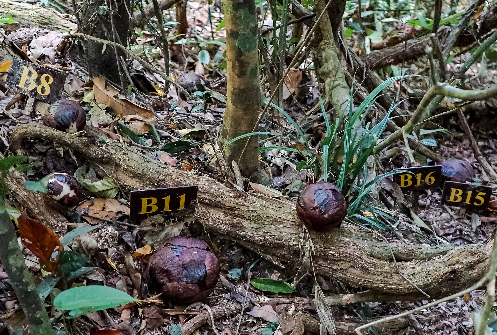Rafflesia in Khao Sok National